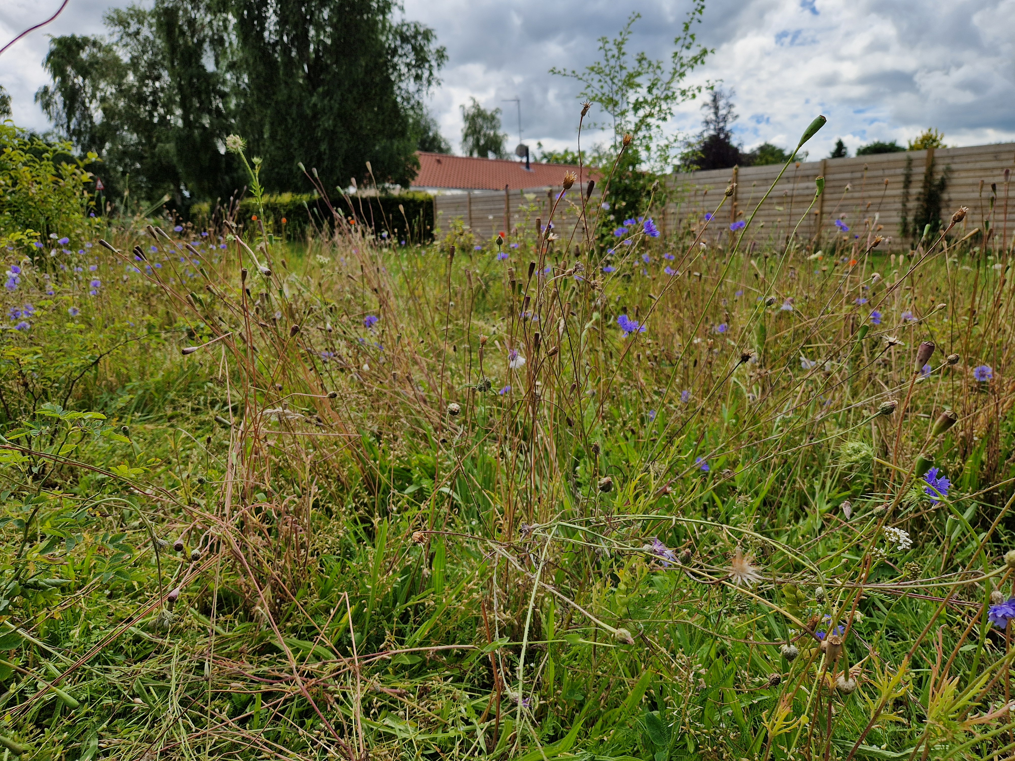Vildeng
