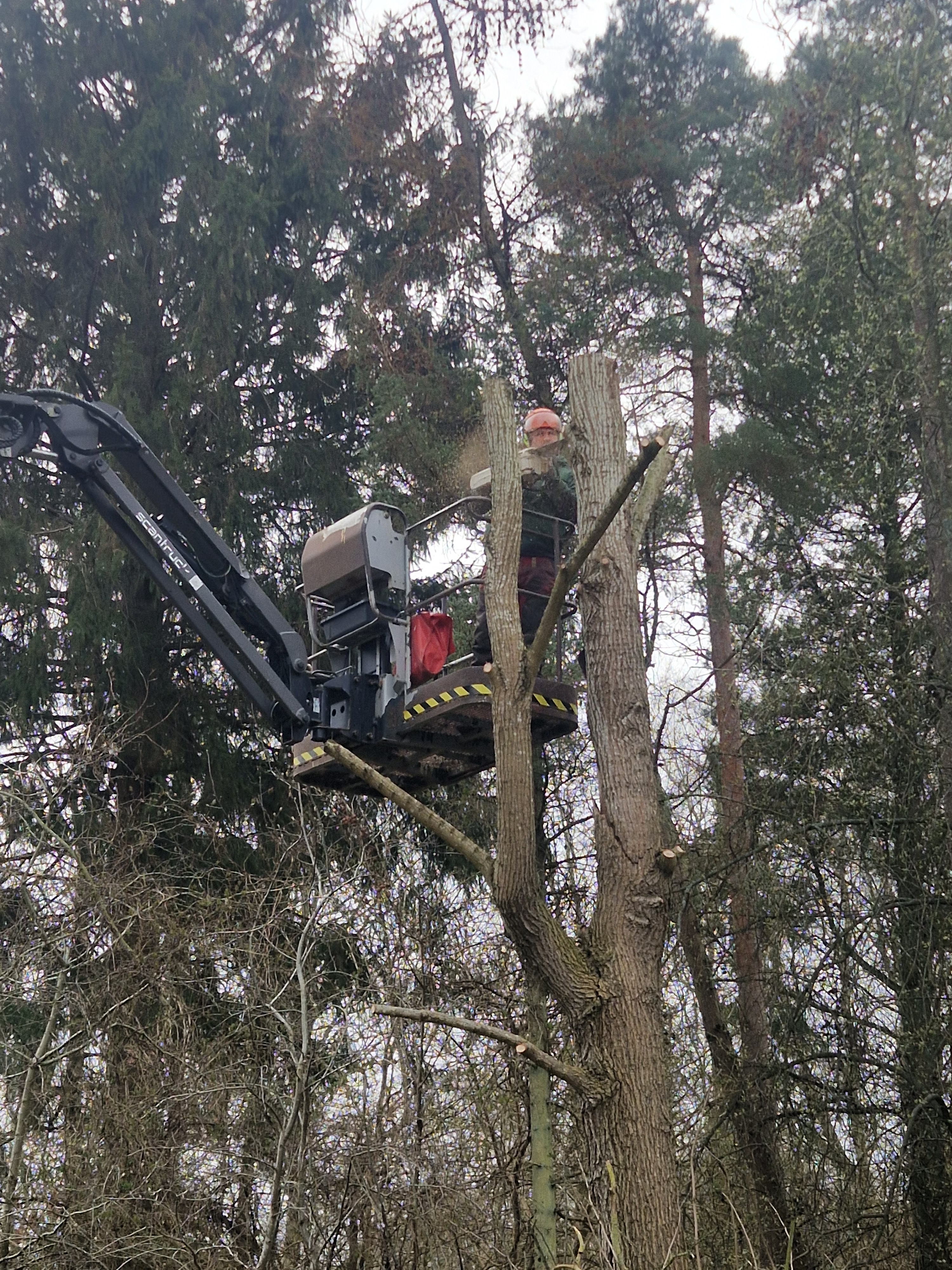 træfældning og beskæring