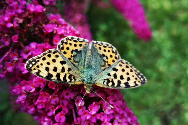 sommerfugl