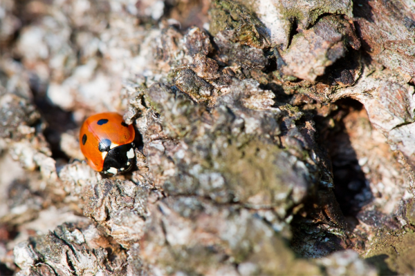 naturhave for insekter og smådyr
