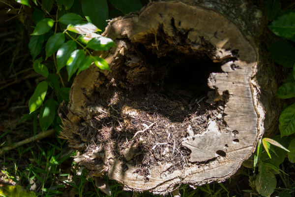 Træstamme i skovhave