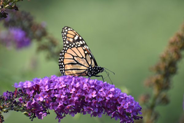 Sommerfugl på blomst
