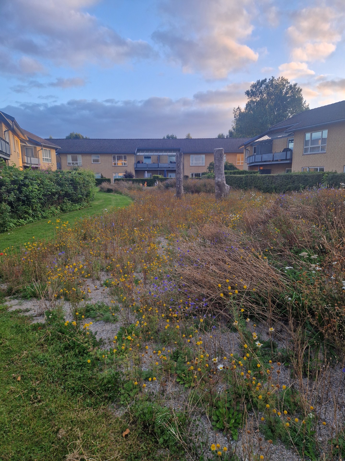 biodiversitet plantning