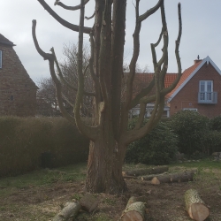 træ i naturhave