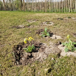 beplantning