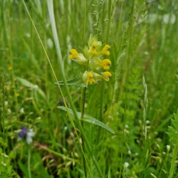 naturhave