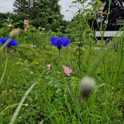 Naturhave
