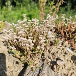 Naturhave