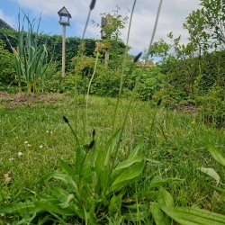 Naturhave