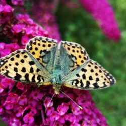 sommerfugl i naturhave