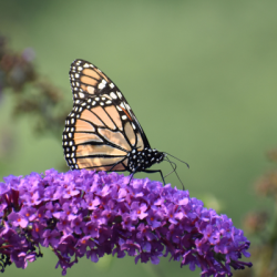 sommerfugl i naturhave