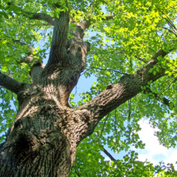træ i naturhave