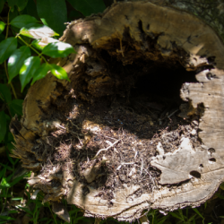 insektaktivitet i stamme