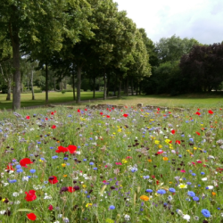 permakulturhave blomstereng i balance
