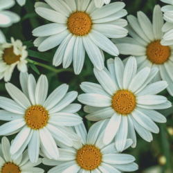 Haveplanlægning - blomster