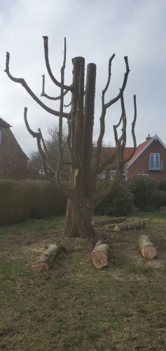 træ i naturhave