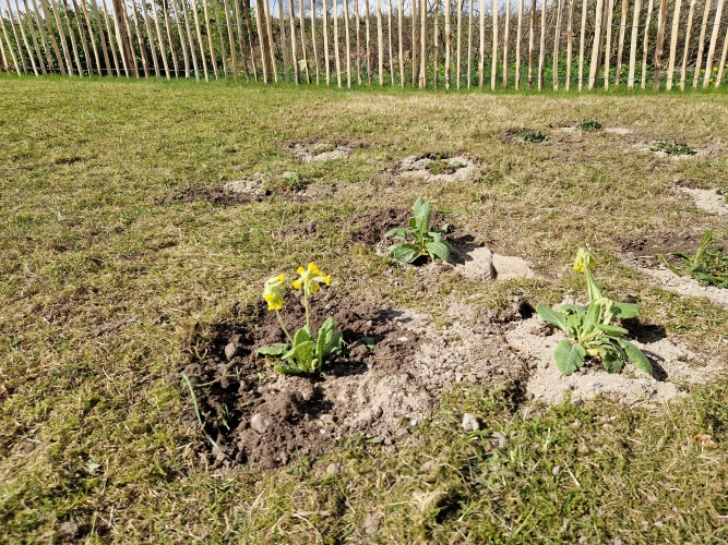 beplantning