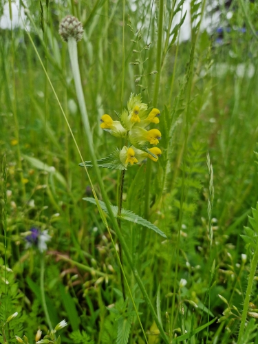 naturhave