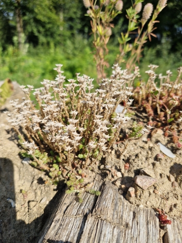 Naturhave