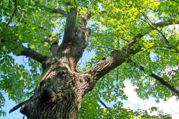 træ i naturhave