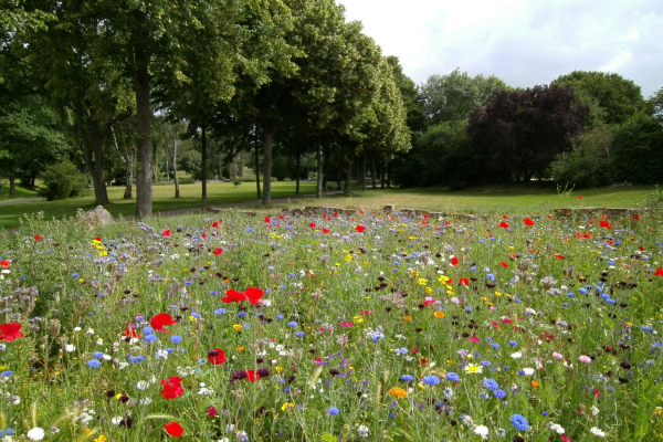permakulturhave blomstereng i balance
