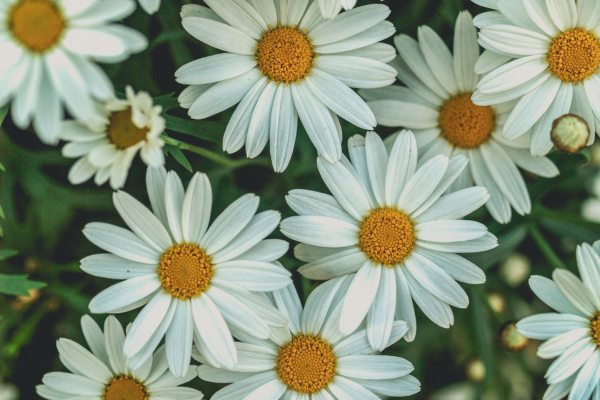 Haveplanlægning - blomster