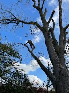 Mand i toppen af et træ