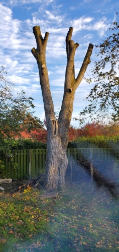 træ med skud skåret af