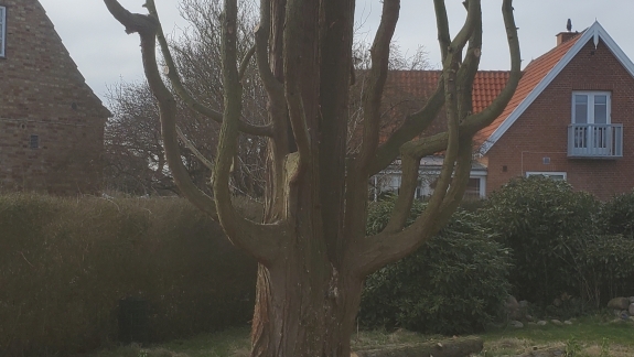 træ i naturhave
