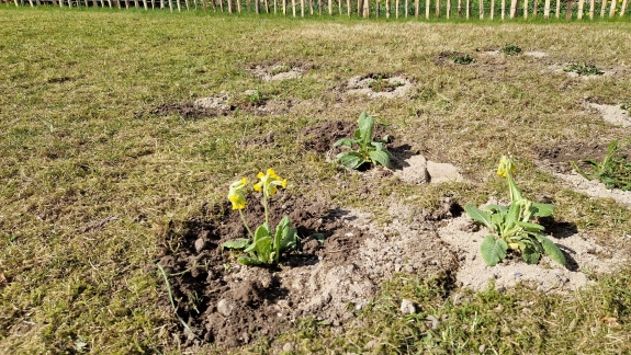 beplantning