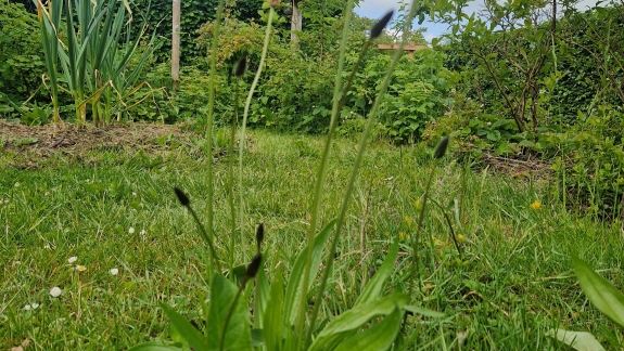 Naturhave