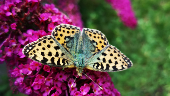 sommerfugl i naturhave