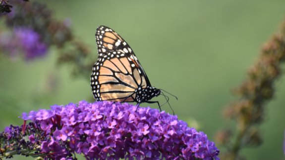 sommerfugl i naturhave