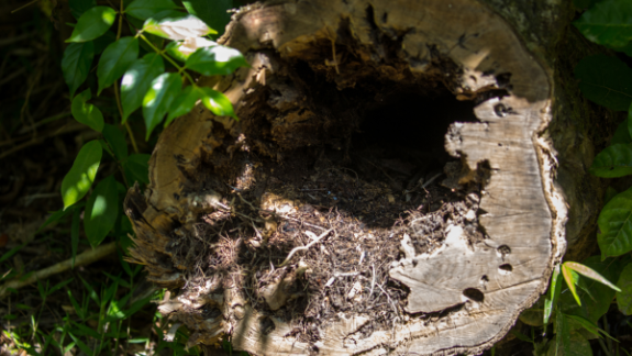 insektaktivitet i stamme