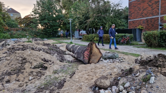 permahave hugelbed under anlæg