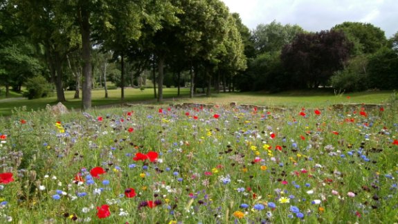 permakulturhave blomstereng i balance