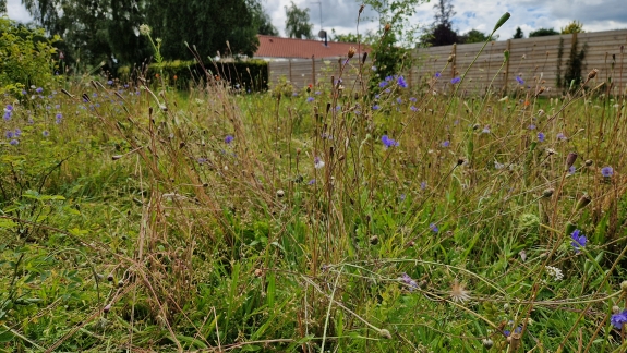 permakulturhave vild blomstereng
