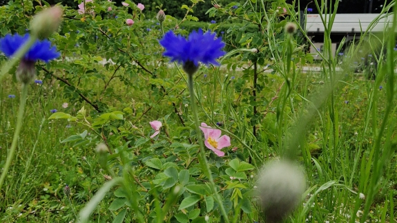 permakulturhave vildroser og blomsterflor