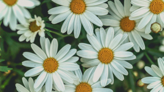 Haveplanlægning - blomster