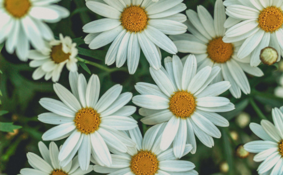 Haveplanlægning - blomster